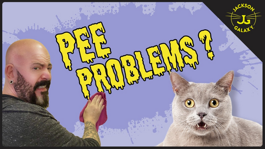 You're Doing it Wrong: How to Clean Cat Pee