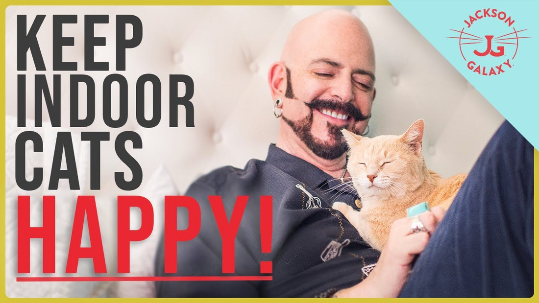 Essentials for Indoor Cat Happiness