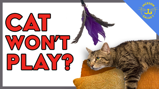 Every Cat WILL Play If You Do It Right