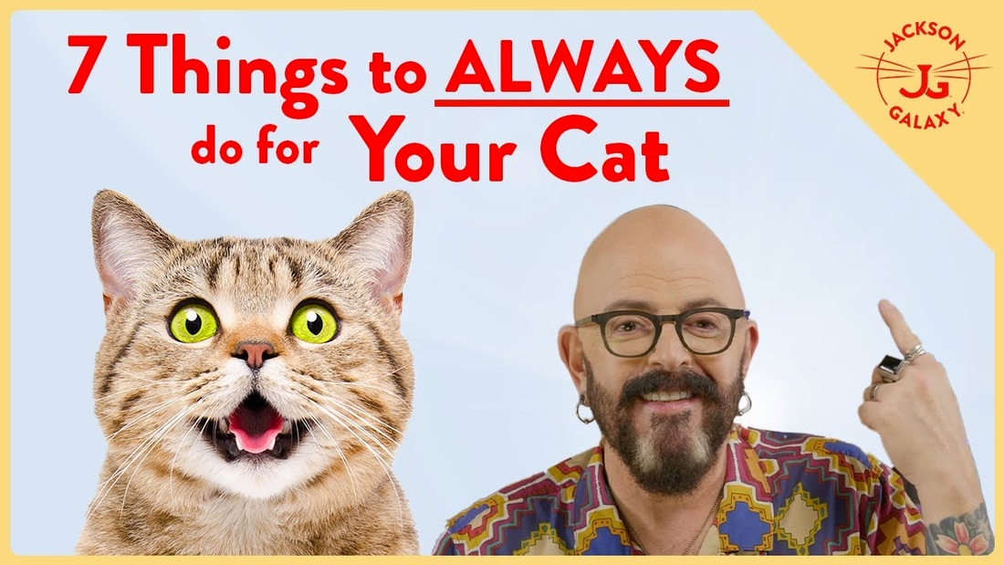Seven Things That Will Instantly Improve Your Cat's Life