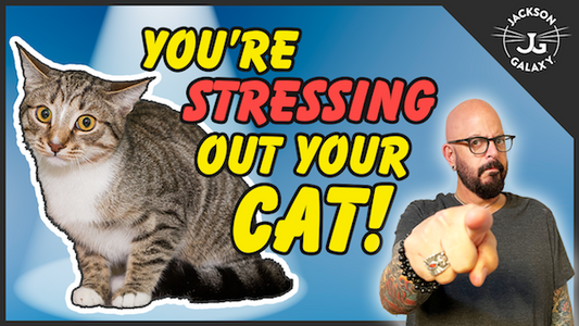Everyday Cat Stress