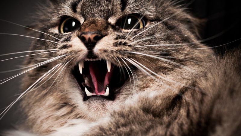 Aggression In Cats