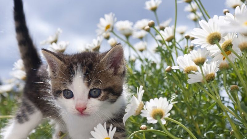 Jackson Galaxy - Main Image