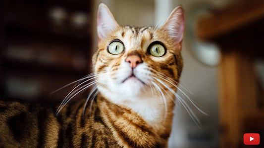 Your Cat’s Behavior, Cat Mojo 101