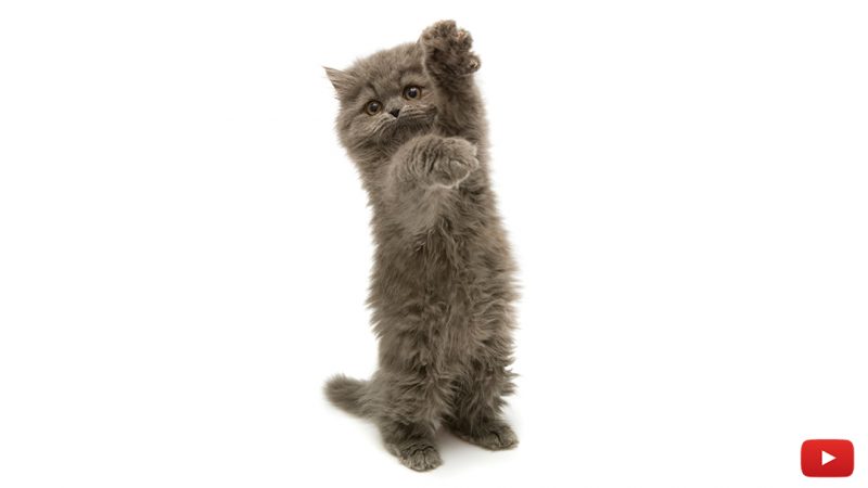How to Stop Your Cats From Scratching Furniture