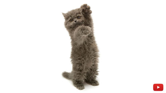 How to Stop Your Cats From Scratching Furniture