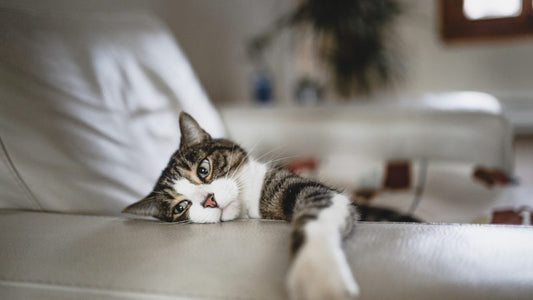 A message from Jackson Galaxy: COVID-19 & Cats – Keeping You and Your Animal Companions Safe