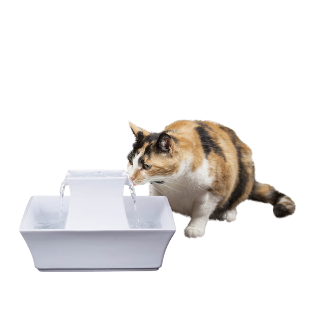 Water Fountain Jackson Galaxy Cat Bowl Cat Water Fountain Best