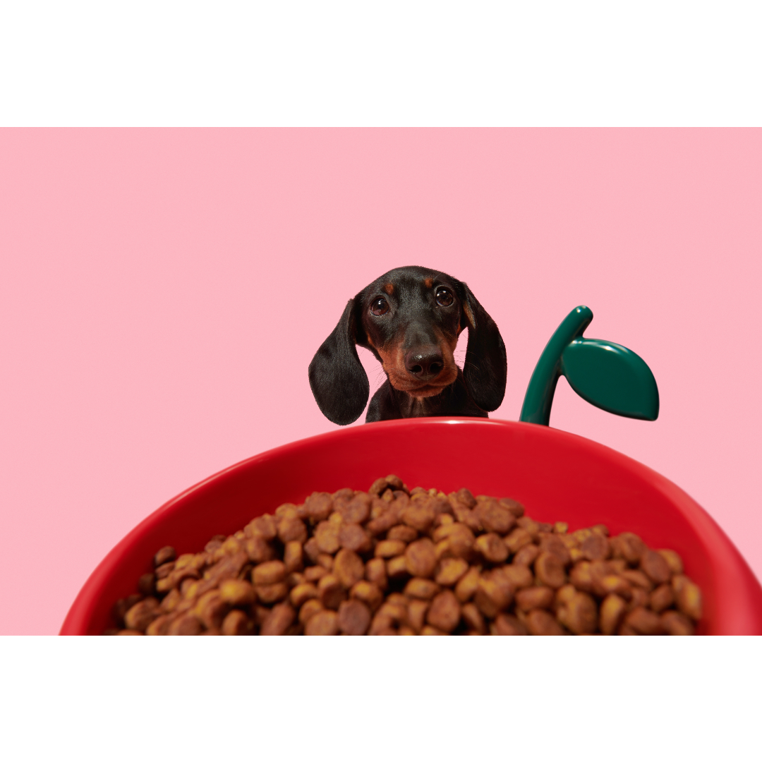 Juicy Cherry Pet Bowl, Spoon & Mat Set by Vetreska