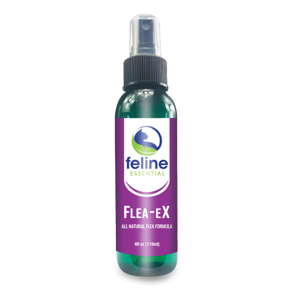 Homemade flea sales spray for kittens