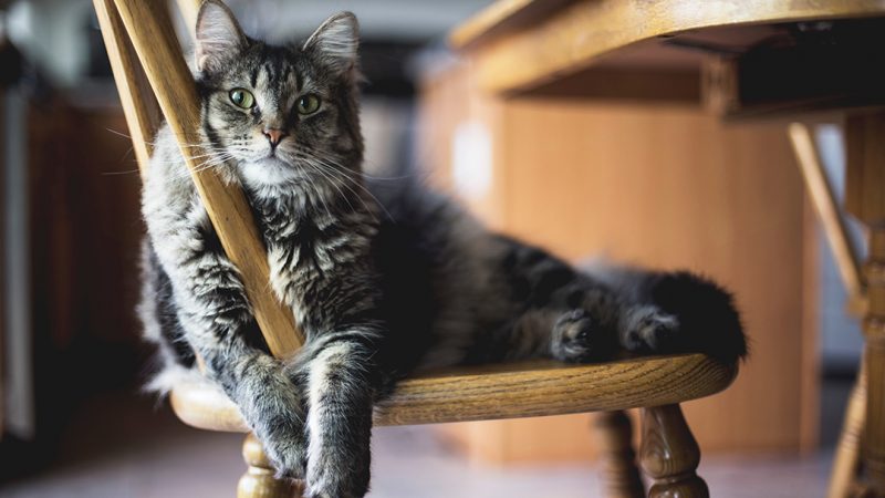 The Benefits of Adopting a Senior Cat (or Pet)