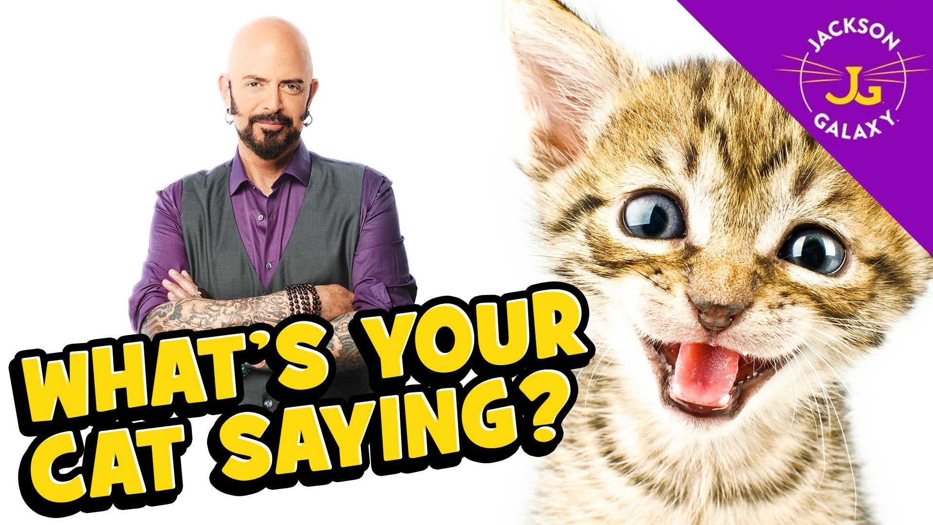 What's Your Cat Saying?