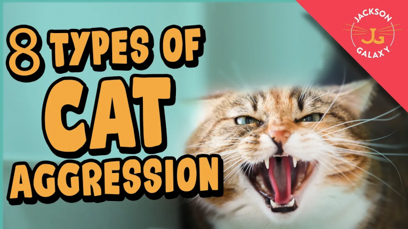 8 Types of Cat Aggression Explained!