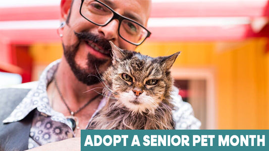 Adopt a Senior Pet Month