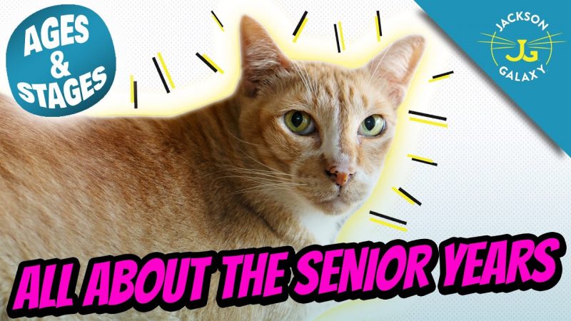 Everything You Need to Know About Senior Cats – National Adopt a Senior Pet Month