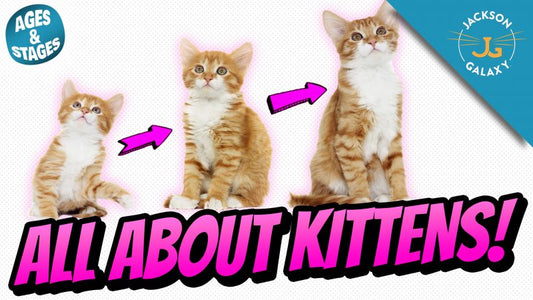 All About Kittens: Kitten Growth Stages & Milestones