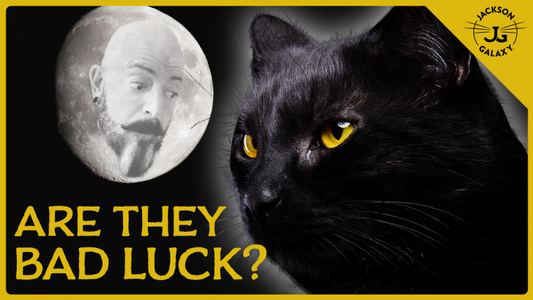 Are Black Cats Bad Luck?