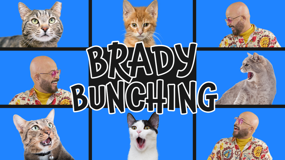 Brady Bunching Introducing Two Groups of Cats Jackson Galaxy