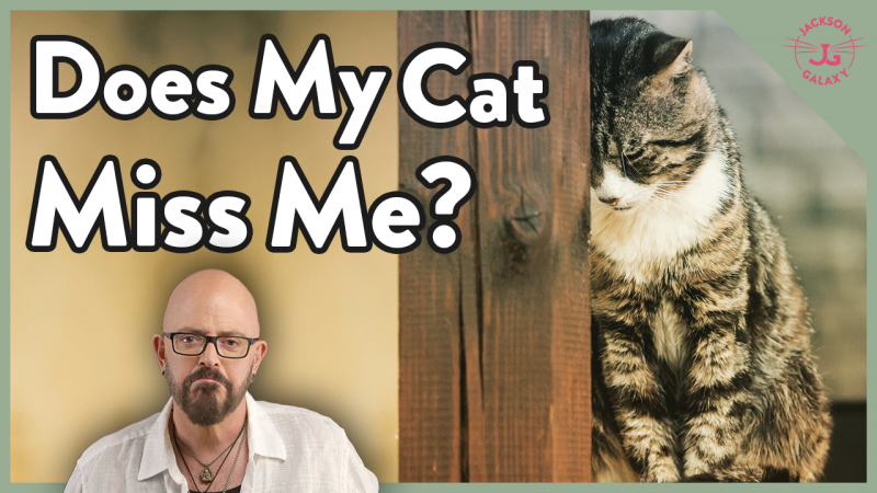 Do Cats Miss Us When We Leave the House? Separation Anxiety Explained
