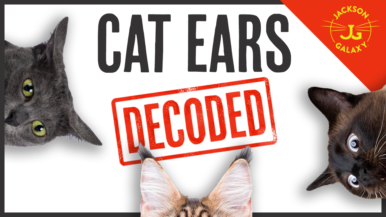 What are Your Cat's Ears Trying to Tell You?