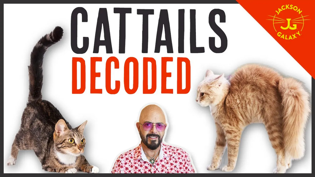 Jackson galaxy cheap episodes