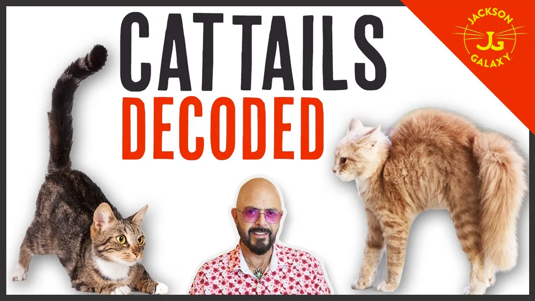 Jackson Galaxy