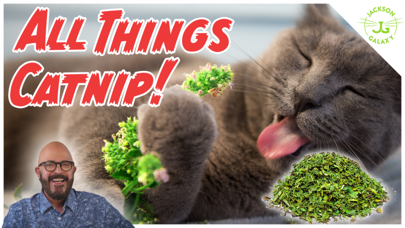 Catnip Considered: Is it Right for Your Cat?