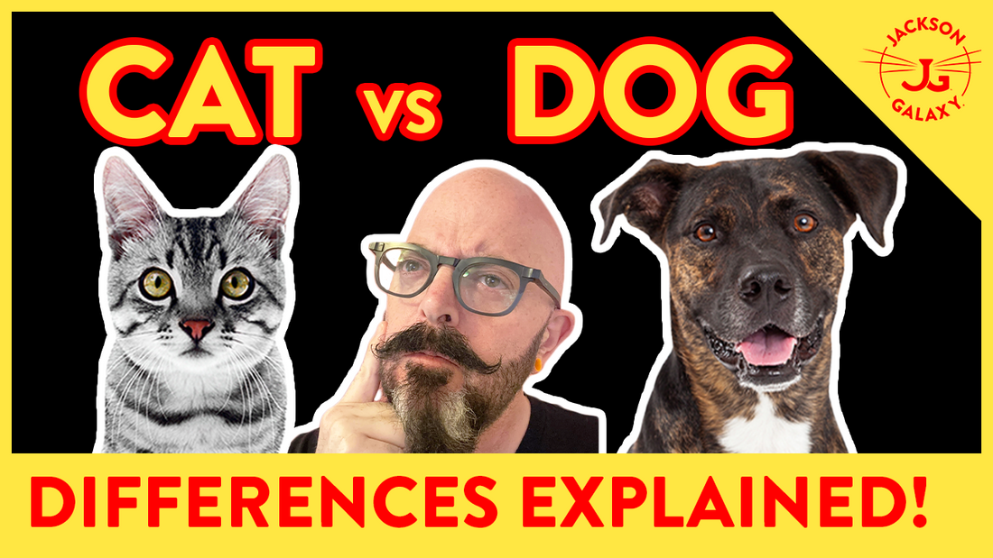 The Difference Between Cats & Dogs