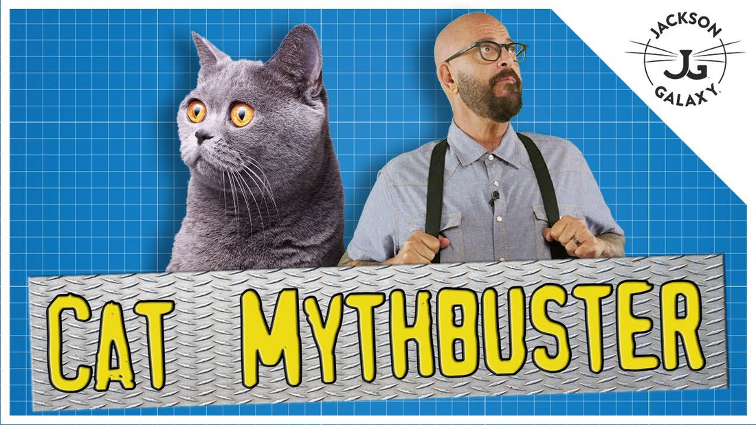 Crazy Cat Myths Busted!