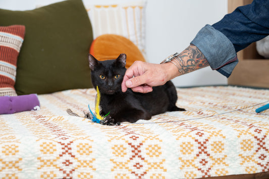 5 Black Cat Myths We're Throwing Out the Window in 2026