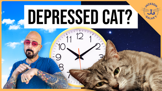 Can Cats Have Seasonal Affective Disorder?