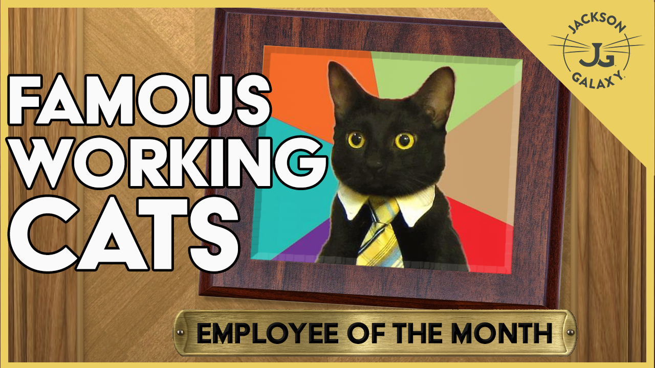 Top 10 Working Cats (...with Jobs!) – Jackson Galaxy