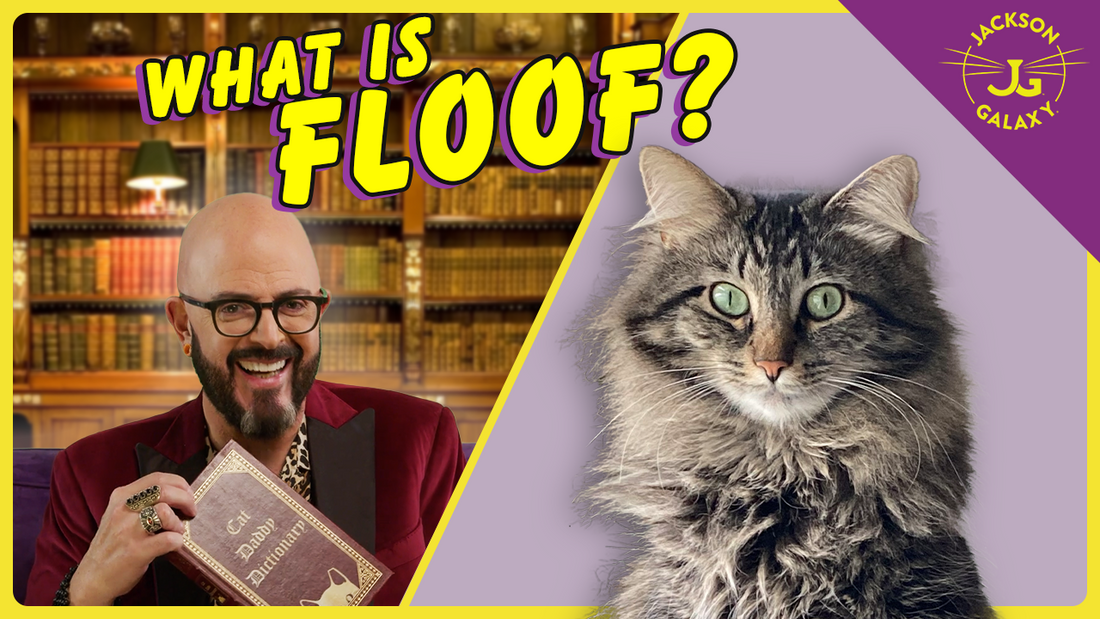 Jackson Galaxy - Main Image
