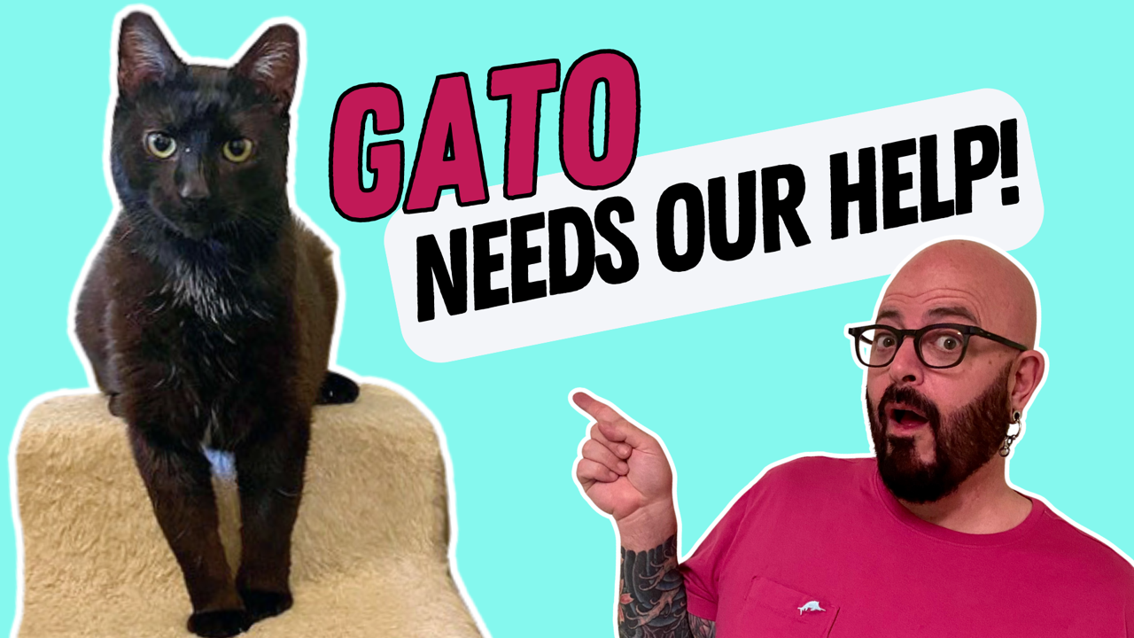 Blogs Jackson Galaxy blogs-jackson-galaxy