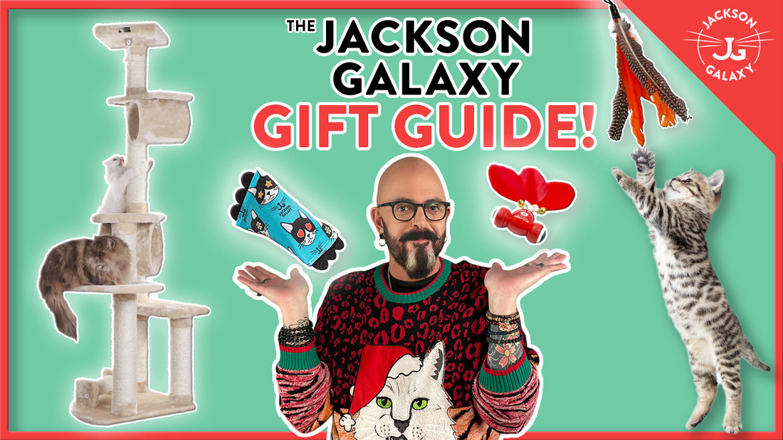 What Cats REALLY Want: How to Choose the Best Holiday Gifts for Them!