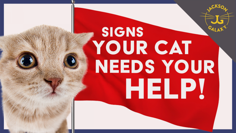 Signs Your Cat May Be Crying out for Help!
