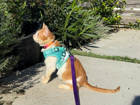 Your Cat Is Curious About the Outdoors - What To Do Next