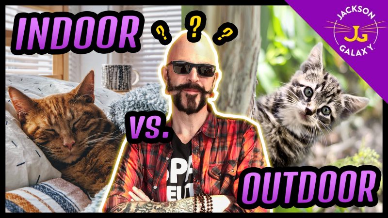 Indoor Cat Vs. Outdoor Cat?