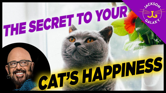 Basecamp THE Secret to Your Cat’s Happiness