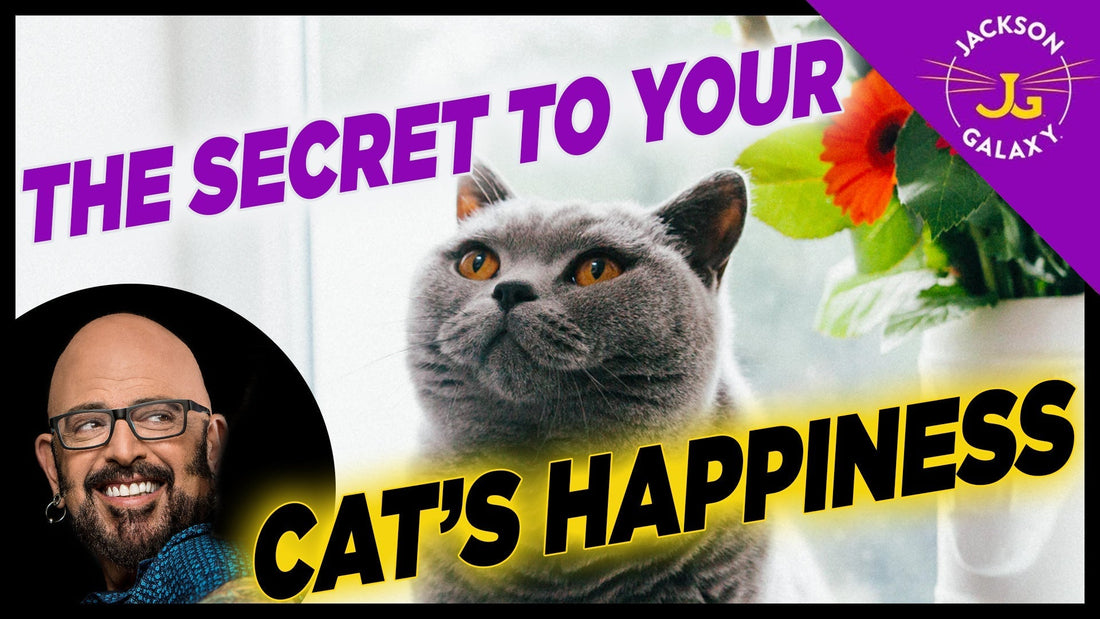 Basecamp THE Secret to Your Cat’s Happiness