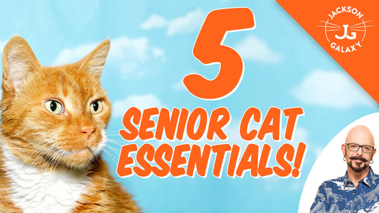 5 Senior Cat Essentials!