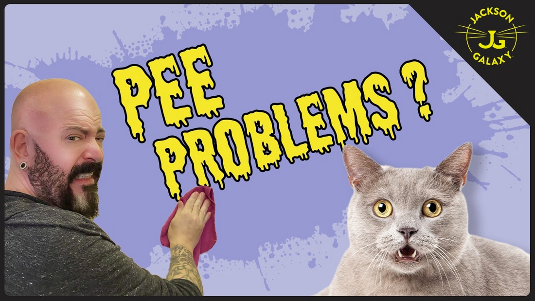 You're Doing it Wrong: How to Clean Cat Pee