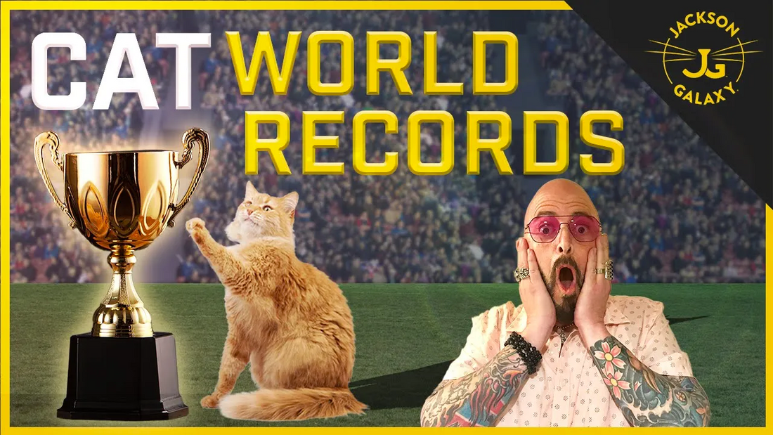 Cat World Records