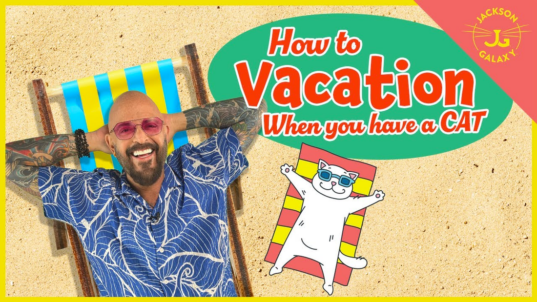 How to Vacation When You Have a Cat