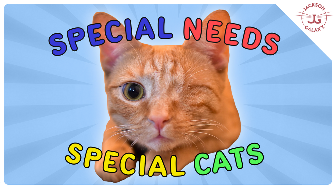 How to Create the BEST Life for Your Special Needs Cat!