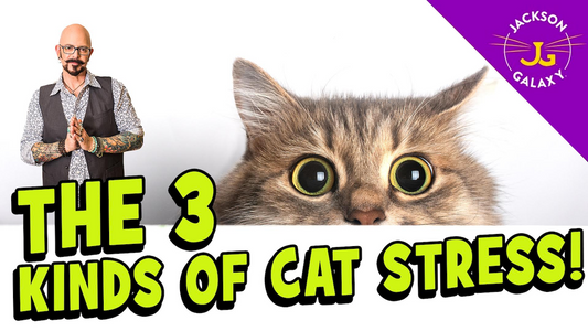 Cat Stress: What You Need to Know!