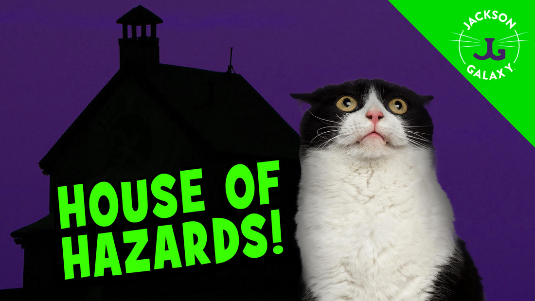 The 9 Types of Cat Hazards in Your Home