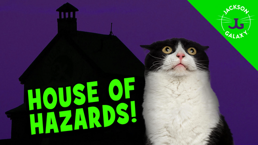 The 9 Types of Cat Hazards in Your Home