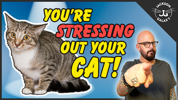 A closer look at Cat Stress Relief Strategies For Resource Guarding