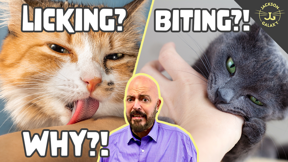 Why Does Your Cat Bite You?